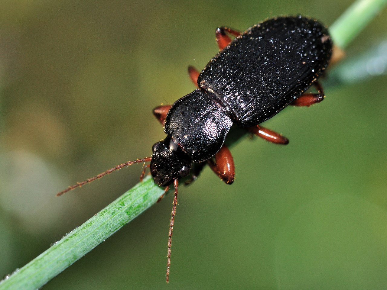 id Carabidae: Ophonus incisus